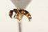  (Leptothorax canadensis - CHU06-ANT-203)  @15 [ ] Unspecified (default): All Rights Reserved  Unspecified Unspecified