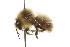  (Bombus jonellus - CHU06-BEE-064)  @15 [ ] Unspecified (default): All Rights Reserved  Unspecified Unspecified
