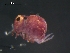  (Sminthurides sp6 - CHU06-COL-0892)  @15 [ ] CC-0 (2009) David Porco Unspecified