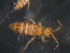  (Entomobrya marginata L2 - CHU06-COL-0920)  @15 [ ] CC-0 (2009) David Porco Unspecified