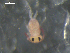  (Sminthurides aquaticus - CHU06-COL-1012)  @12 [ ] CC-0 (2009) David Porco Unspecified