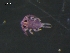  (Sminthurides malmgreni L2 - CHU06-COL-1023)  @13 [ ] CC-0 (2009) David Porco Unspecified