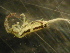 ( - CHU06-COL-0062)  @11 [ ] CreativeCommons - Attribution (2010) Unspecified Centre for Biodiversity Genomics