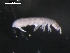 (Folsomia sp - CHU06-COL-0567)  @11 [ ] CreativeCommons - Attribution (2010) Unspecified Centre for Biodiversity Genomics