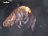  (Entomobrya marginata L1 - CHU06-COL-0537)  @15 [ ] CreativeCommons - Attribution (2010) Unspecified Centre for Biodiversity Genomics
