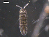  ( - CHU06-COL-0627)  @11 [ ] CreativeCommons - Attribution (2010) Unspecified Centre for Biodiversity Genomics