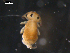  ( - CHU06-COL-0561)  @14 [ ] CreativeCommons - Attribution (2010) Unspecified Centre for Biodiversity Genomics