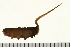  ( - CHU05-COL-002)  @12 [ ] CreativeCommons - Attribution (2008) Unspecified Centre for Biodiversity Genomics