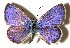  (Hemiargus Janzen01 - 86-SRNP-80)  @11 [ ] CreativeCommons - Attribution Non-Commercial Share-Alike (2013) Daniel H. Janzen Guanacaste Dry Forest Conservation Fund
