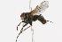  (Lispe uliginosa - CHU05-FLY-277.1)  @15 [ ] CreativeCommons - Attribution (2010) Unspecified Centre for Biodiversity Genomics