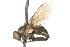  (Spilogona churchillensis - CHU05-FLY-716.1)  @13 [ ] CreativeCommons - Attribution (2010) Unspecified Centre for Biodiversity Genomics