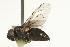  ( - CHU05-FLY-730)  @12 [ ] CreativeCommons - Attribution (2010) Unspecified Centre for Biodiversity Genomics