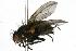  ( - CHU05-FLY-190)  @14 [ ] CreativeCommons - Attribution (2010) Unspecified Centre for Biodiversity Genomics