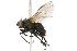  (Pseudocoenosia solitaria - CHU05-FLY-221)  @14 [ ] CreativeCommons - Attribution (2010) Unspecified Centre for Biodiversity Genomics
