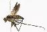  ( - CHU05-FLY-235)  @14 [ ] CreativeCommons - Attribution (2010) Unspecified Centre for Biodiversity Genomics