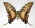  (Protographium marchandi - 06-SRNP-33636)  @15 [ ] CreativeCommons - Attribution Non-Commercial Share-Alike (2007) Unspecified Guanacaste Dry Forest Conservation Fund