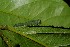  ( - 07-SRNP-3409)  @12 [ ] CreativeCommons - Attribution Non-Commercial Share-Alike (2013) Daniel H. Janzen Guanacaste Dry Forest Conservation Fund