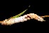  ( - 07-SRNP-57874)  @12 [ ] CreativeCommons - Attribution Non-Commercial Share-Alike (2013) Daniel H. Janzen Guanacaste Dry Forest Conservation Fund