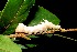  ( - 07-SRNP-57874)  @12 [ ] CreativeCommons - Attribution Non-Commercial Share-Alike (2013) Daniel H. Janzen Guanacaste Dry Forest Conservation Fund