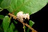  ( - 07-SRNP-57874)  @12 [ ] CreativeCommons - Attribution Non-Commercial Share-Alike (2013) Daniel H. Janzen Guanacaste Dry Forest Conservation Fund