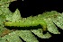  ( - 08-SRNP-40184)  @12 [ ] CreativeCommons - Attribution Non-Commercial Share-Alike (2013) Daniel H. Janzen Guanacaste Dry Forest Conservation Fund