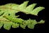  ( - 08-SRNP-40184)  @12 [ ] CreativeCommons - Attribution Non-Commercial Share-Alike (2013) Daniel H. Janzen Guanacaste Dry Forest Conservation Fund