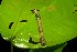  ( - 07-SRNP-4119)  @12 [ ] CreativeCommons - Attribution Non-Commercial Share-Alike (2013) Daniel H. Janzen Guanacaste Dry Forest Conservation Fund