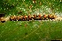  ( - 07-SRNP-66033)  @12 [ ] CreativeCommons - Attribution Non-Commercial Share-Alike (2013) Daniel H. Janzen Guanacaste Dry Forest Conservation Fund