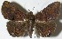  (Dyomyx sp. voucher - 08-SRNP-31364)  @11 [ ] CreativeCommons - Attribution Non-Commercial Share-Alike (2009) Unspecified Guanacaste Dry Forest Conservation Fund