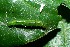  ( - 08-SRNP-35889)  @12 [ ] CreativeCommons - Attribution Non-Commercial Share-Alike (2013) Daniel H. Janzen Guanacaste Dry Forest Conservation Fund