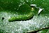  ( - 08-SRNP-35889)  @12 [ ] CreativeCommons - Attribution Non-Commercial Share-Alike (2013) Daniel H. Janzen Guanacaste Dry Forest Conservation Fund