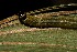  ( - 09-SRNP-278)  @12 [ ] CreativeCommons - Attribution Non-Commercial Share-Alike (2013) Daniel H. Janzen Guanacaste Dry Forest Conservation Fund