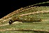  ( - 09-SRNP-278)  @12 [ ] CreativeCommons - Attribution Non-Commercial Share-Alike (2013) Daniel H. Janzen Guanacaste Dry Forest Conservation Fund