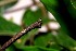  ( - 07-SRNP-47548)  @12 [ ] CreativeCommons - Attribution Non-Commercial Share-Alike (2013) Daniel H. Janzen Guanacaste Dry Forest Conservation Fund
