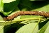  ( - 08-SRNP-20780)  @12 [ ] CreativeCommons - Attribution Non-Commercial Share-Alike (2013) Daniel H. Janzen Guanacaste Dry Forest Conservation Fund