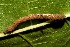  ( - 08-SRNP-20780)  @12 [ ] CreativeCommons - Attribution Non-Commercial Share-Alike (2013) Daniel H. Janzen Guanacaste Dry Forest Conservation Fund