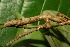  ( - 08-SRNP-21690)  @12 [ ] CreativeCommons - Attribution Non-Commercial Share-Alike (2013) Daniel H. Janzen Guanacaste Dry Forest Conservation Fund