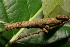  ( - 08-SRNP-21690)  @12 [ ] CreativeCommons - Attribution Non-Commercial Share-Alike (2013) Daniel H. Janzen Guanacaste Dry Forest Conservation Fund