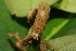  ( - 08-SRNP-21690)  @12 [ ] CreativeCommons - Attribution Non-Commercial Share-Alike (2013) Daniel H. Janzen Guanacaste Dry Forest Conservation Fund