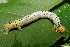  ( - 08-SRNP-21702)  @12 [ ] CreativeCommons - Attribution Non-Commercial Share-Alike (2013) Daniel H. Janzen Guanacaste Dry Forest Conservation Fund