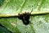  ( - 08-SRNP-35875)  @12 [ ] CreativeCommons - Attribution Non-Commercial Share-Alike (2013) Daniel H. Janzen Guanacaste Dry Forest Conservation Fund