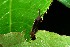  ( - 08-SRNP-35875)  @12 [ ] CreativeCommons - Attribution Non-Commercial Share-Alike (2013) Daniel H. Janzen Guanacaste Dry Forest Conservation Fund