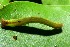  ( - 08-SRNP-36544)  @12 [ ] CreativeCommons - Attribution Non-Commercial Share-Alike (2013) Daniel H. Janzen Guanacaste Dry Forest Conservation Fund