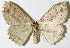  (Cyclophora melitiaDHJ02 - 08-SRNP-5762)  @15 [ ] CreativeCommons - Attribution Non-Commercial Share-Alike (2013) Daniel H. Janzen Guanacaste Dry Forest Conservation Fund