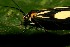  ( - 09-SRNP-31641)  @12 [ ] CreativeCommons - Attribution Non-Commercial Share-Alike (2013) Daniel H. Janzen Guanacaste Dry Forest Conservation Fund