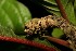  (Ischnopteris Janzen01 - 09-SRNP-40215)  @12 [ ] CreativeCommons - Attribution Non-Commercial Share-Alike (2013) Daniel H. Janzen Guanacaste Dry Forest Conservation Fund