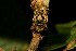  ( - 09-SRNP-40215)  @12 [ ] CreativeCommons - Attribution Non-Commercial Share-Alike (2013) Daniel H. Janzen Guanacaste Dry Forest Conservation Fund