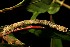  ( - 09-SRNP-40215)  @12 [ ] CreativeCommons - Attribution Non-Commercial Share-Alike (2013) Daniel H. Janzen Guanacaste Dry Forest Conservation Fund