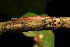  ( - 09-SRNP-40215)  @12 [ ] CreativeCommons - Attribution Non-Commercial Share-Alike (2013) Daniel H. Janzen Guanacaste Dry Forest Conservation Fund