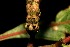  ( - 09-SRNP-40215)  @12 [ ] CreativeCommons - Attribution Non-Commercial Share-Alike (2013) Daniel H. Janzen Guanacaste Dry Forest Conservation Fund